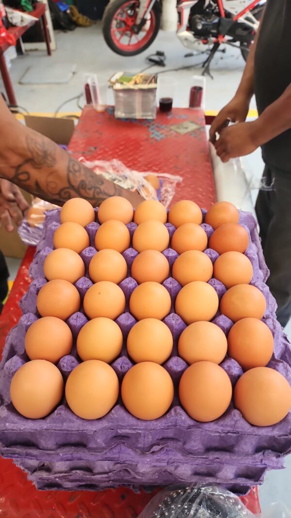 Tapa con 30 huevos orgánicos